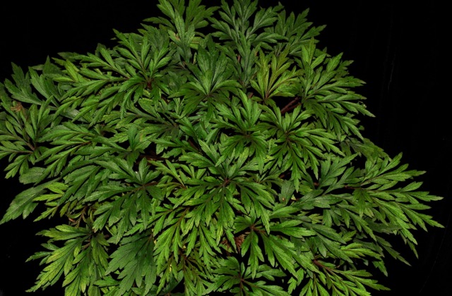 B. coptidifolia